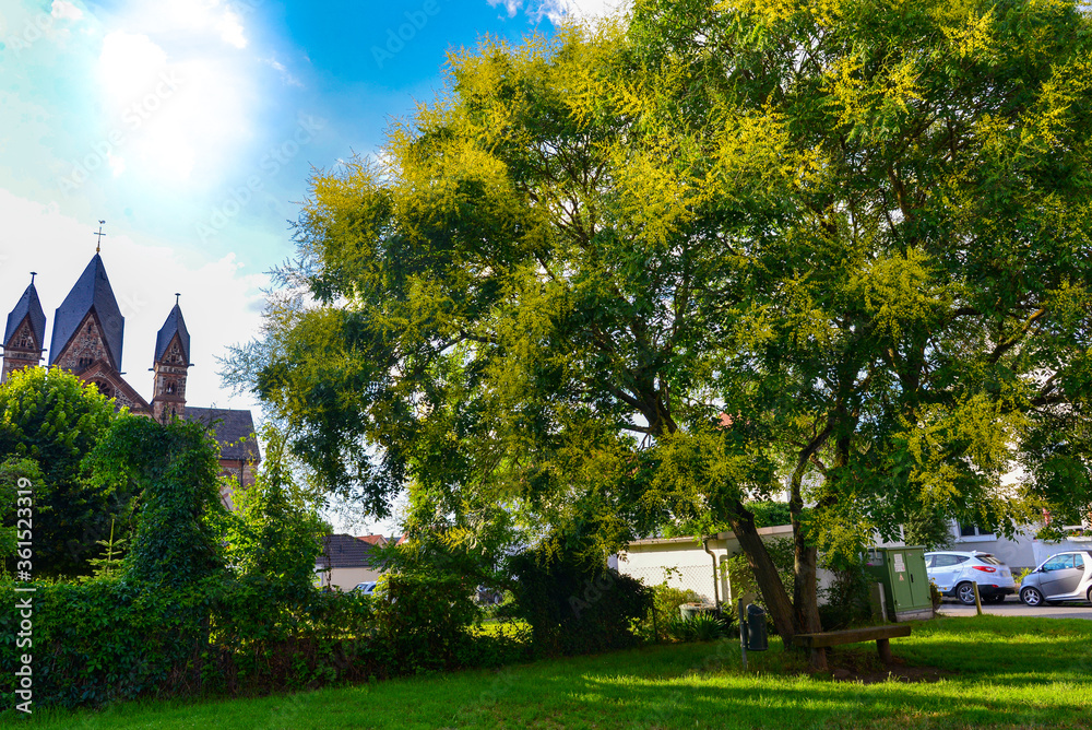Naklejka premium Blasenesche (Koelreuteria paniculata)