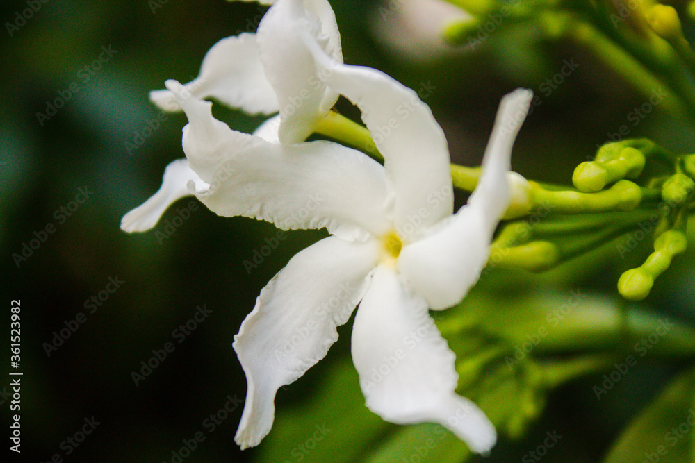 Fototapeta premium White flowers, close-up, thai, blurry background