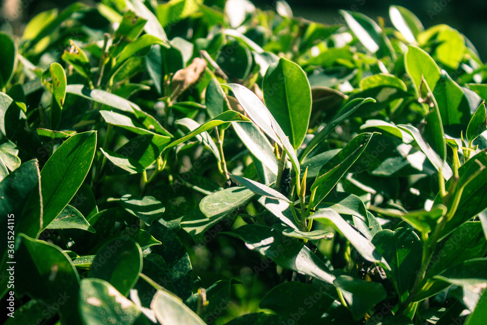 Green leaves in the sunlight