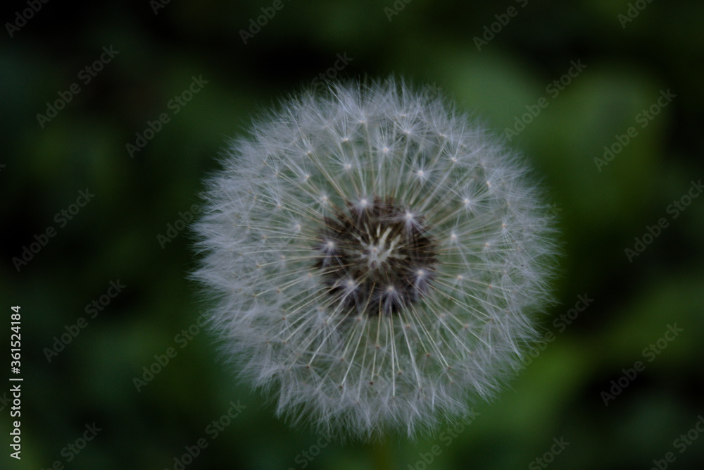 Dandelion, blowball Dandelion, blowball