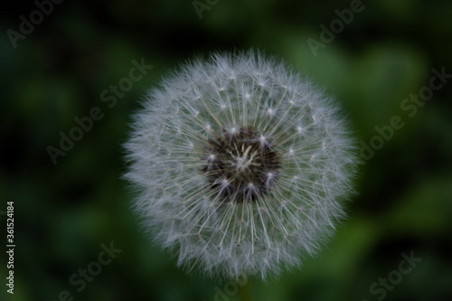 Dandelion  blowball