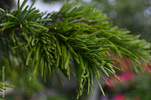 Fototapeta Naklejka Na Ścianę i Meble -  Branches of a pine