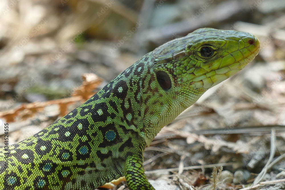 Fototapeta premium Lacerta lepida - Green Lizard of Iberian Peninsula, wild animal in eucalyptus forest near the city of Padron, Spain, Galicia