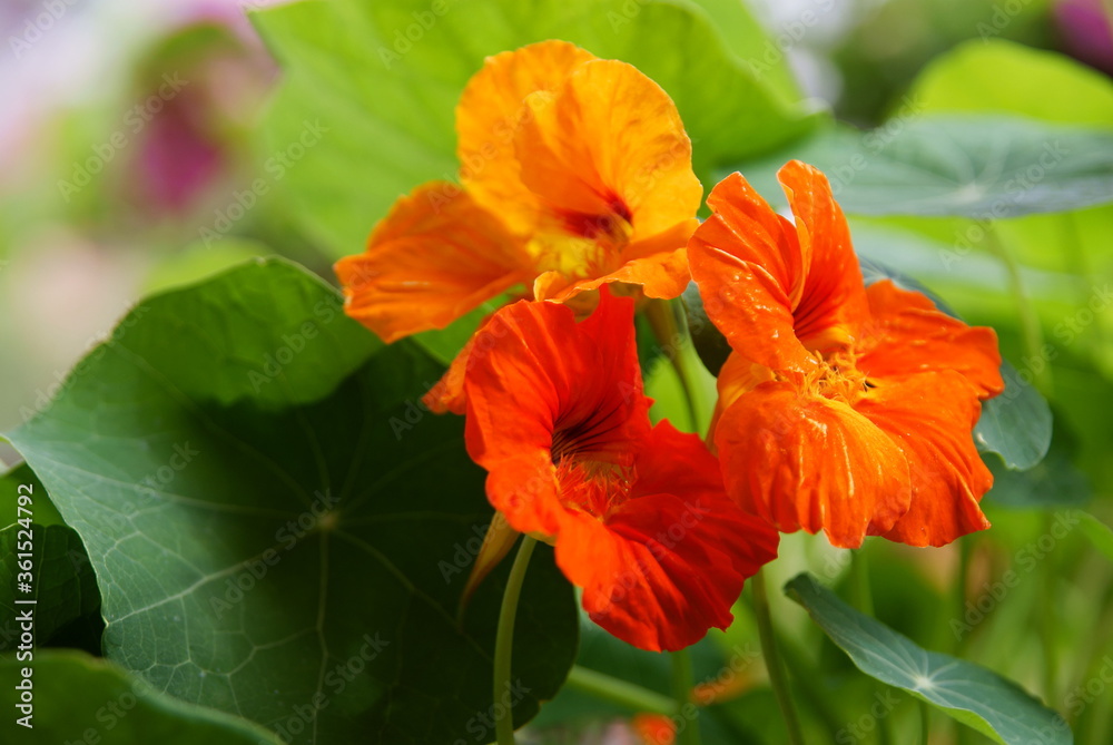 pretty orange flowers of nasturtium plant in a garden close up pretty orange flowers of nasturtium plant in a garden close up