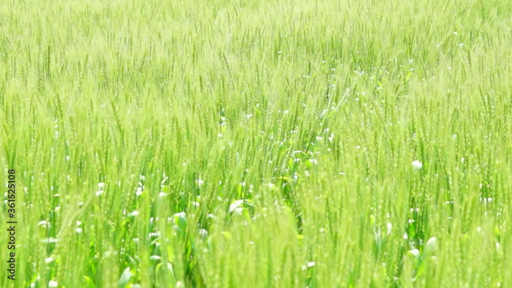 風に揺れる麦畑 風に揺れる麦畑