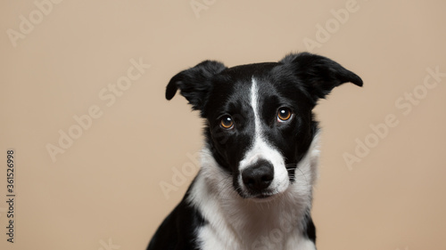 isolated black and white border collie close up head shot portrait in the studio on a beige light brown background paper looking at the camera