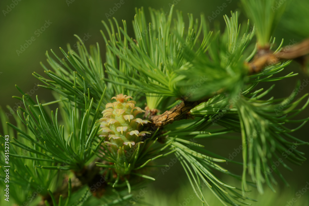 Larch strobilus Larch strobilus
