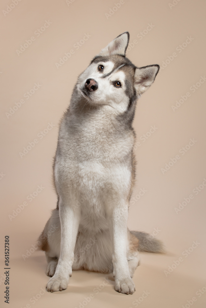 how much is a husky with papers