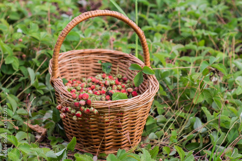 Ripe delicious wild strawberries in a wicker basket Ripe delicious wild strawberries in a wicker basket