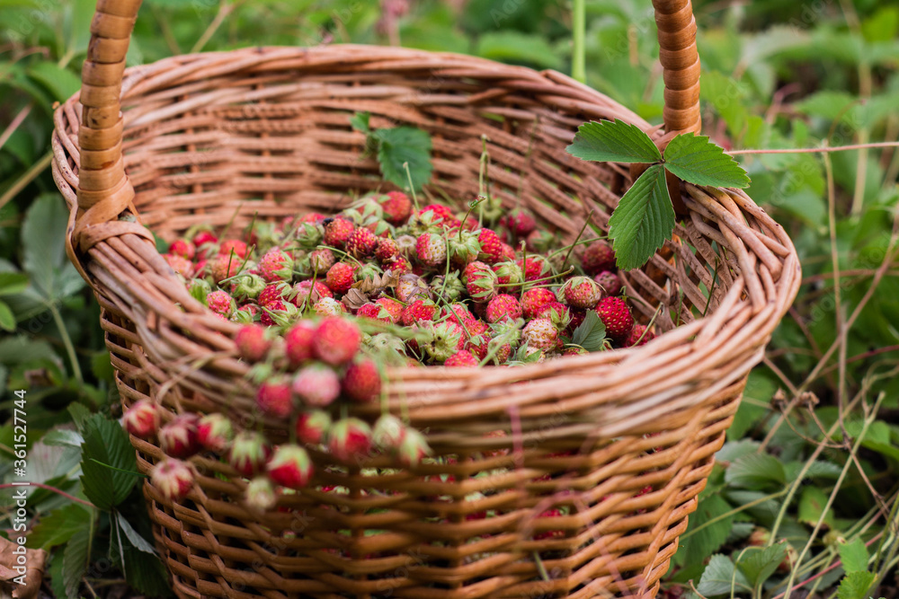 Ripe delicious wild strawberries in a wicker basket