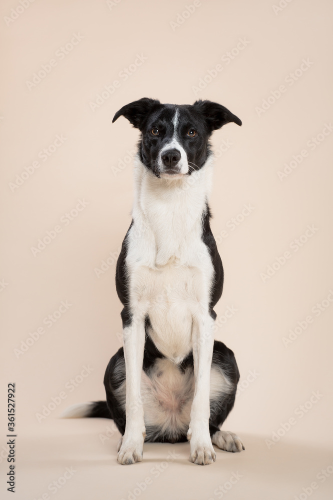 isolated black and white border collie sitting in the studio on a beige light brown background paper