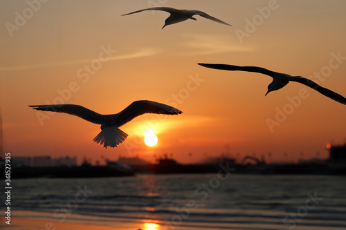 seagull on the beach at sunset