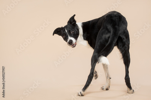 isolated black and white border collie spinning around herself looking at the camera in the studio on a beige light brown background paper