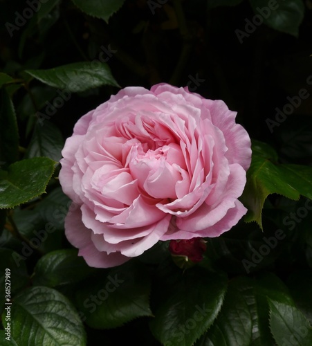 Pink Flowering THE GENEROUS GARDENER Rose