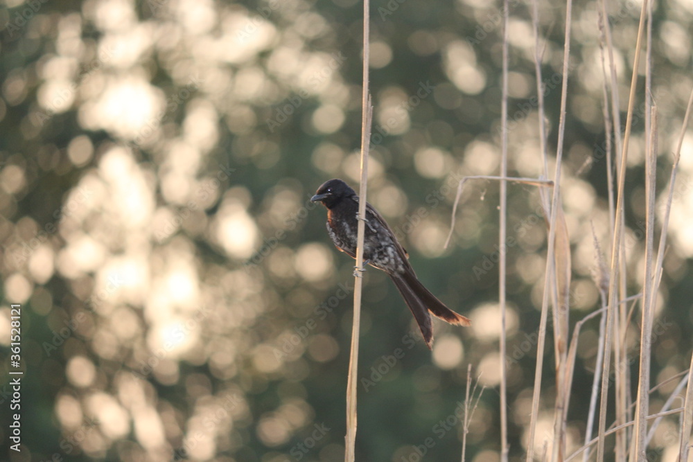 Obraz premium Fork-tailed drongo on plant