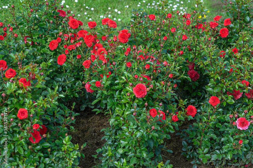 Luxuriously blooming red rose bushes