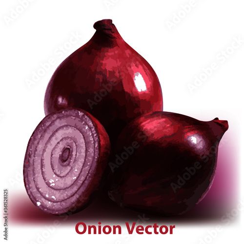 onion vector high details