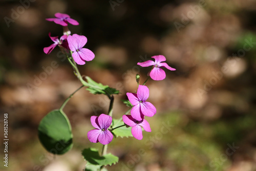 Annual honesty  Lunaria annua  flowering with pink blossoms