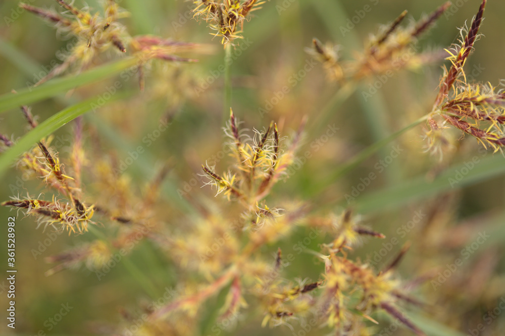 Macro floral background with sedge grasses 