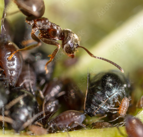 Ant collects milk on aphids in nature.