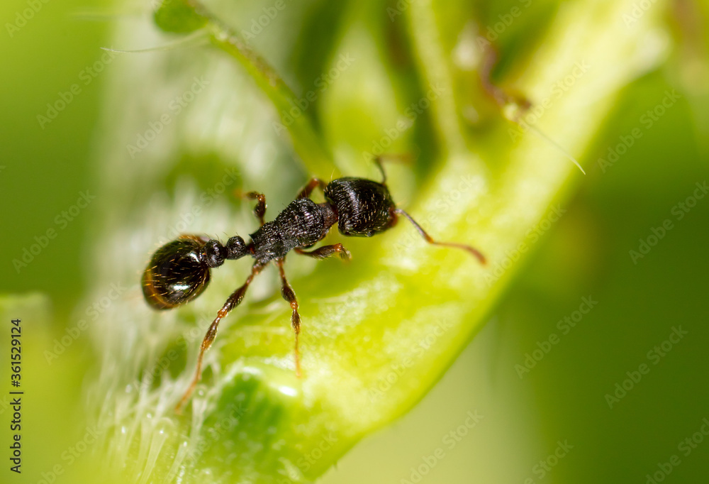 Ant on a green plant in nature.