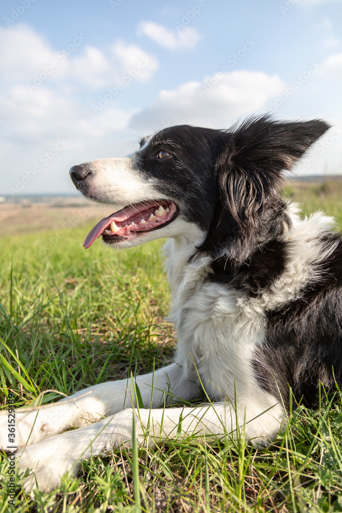 A border collie dog lies in the green grass in the heat in a field on a hill with his mouth open. Portrait on a sunny day. Vertical orientation. 