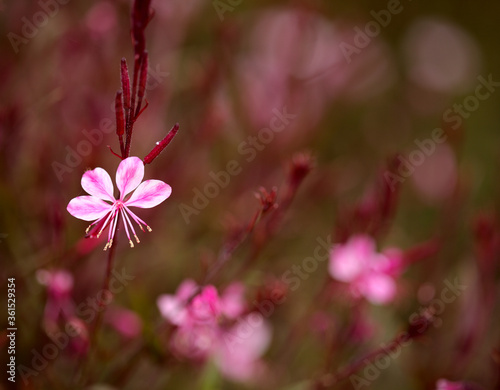 pink gaura flower natural floral background photo