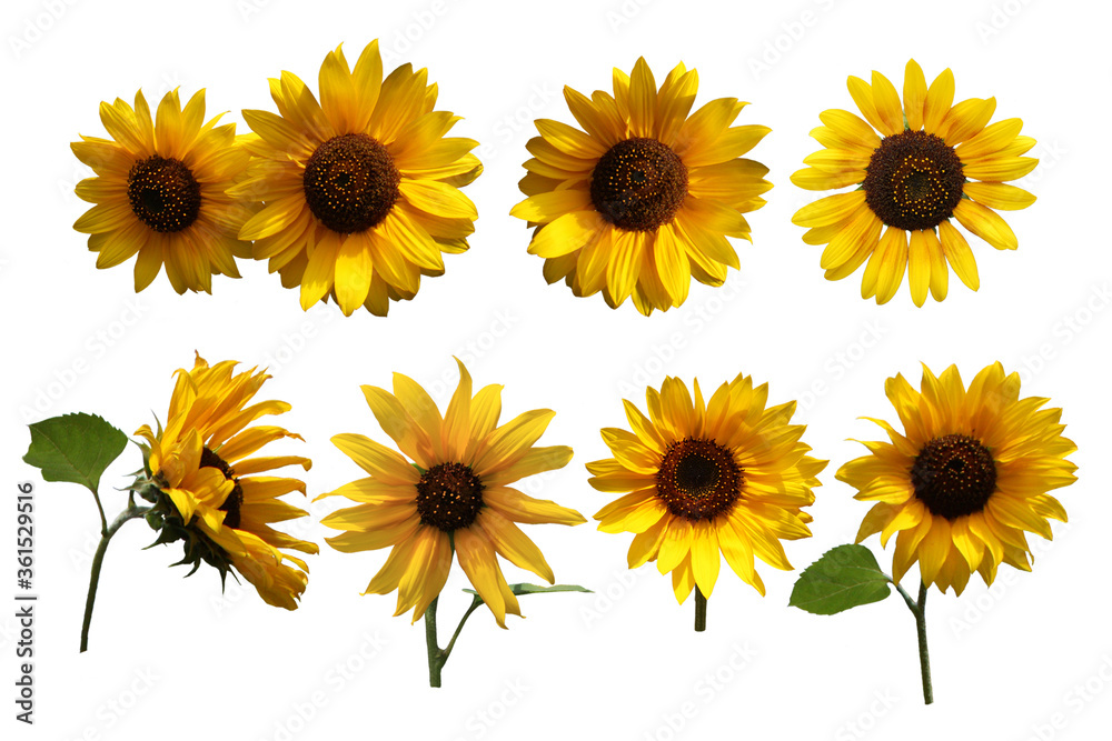 set of sunflowers isolated on white