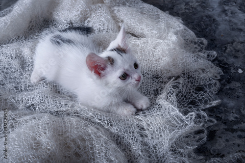 Little playful kitten. Cute, fluffy pet, a favorite of the family. The kitten lies on a downy, soft scarf. photo