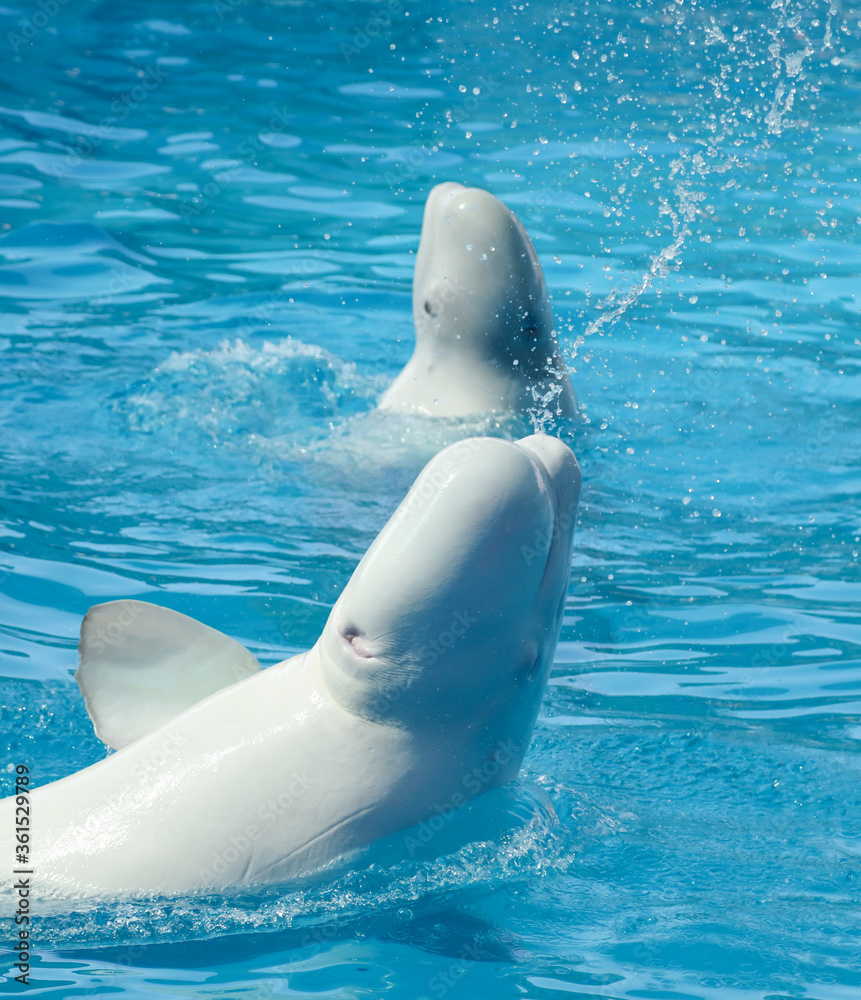Naklejka premium A large white dolphin swims in the pool.