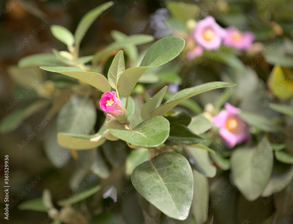 pink flowers of Lagunaria patersonia, pyramid tree pink flowers of Lagunaria patersonia, pyramid tree