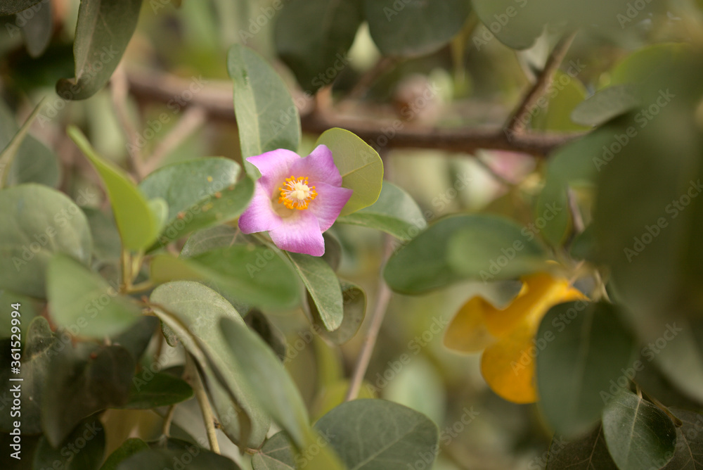 pink flowers of Lagunaria patersonia, pyramid tree pink flowers of Lagunaria patersonia, pyramid tree