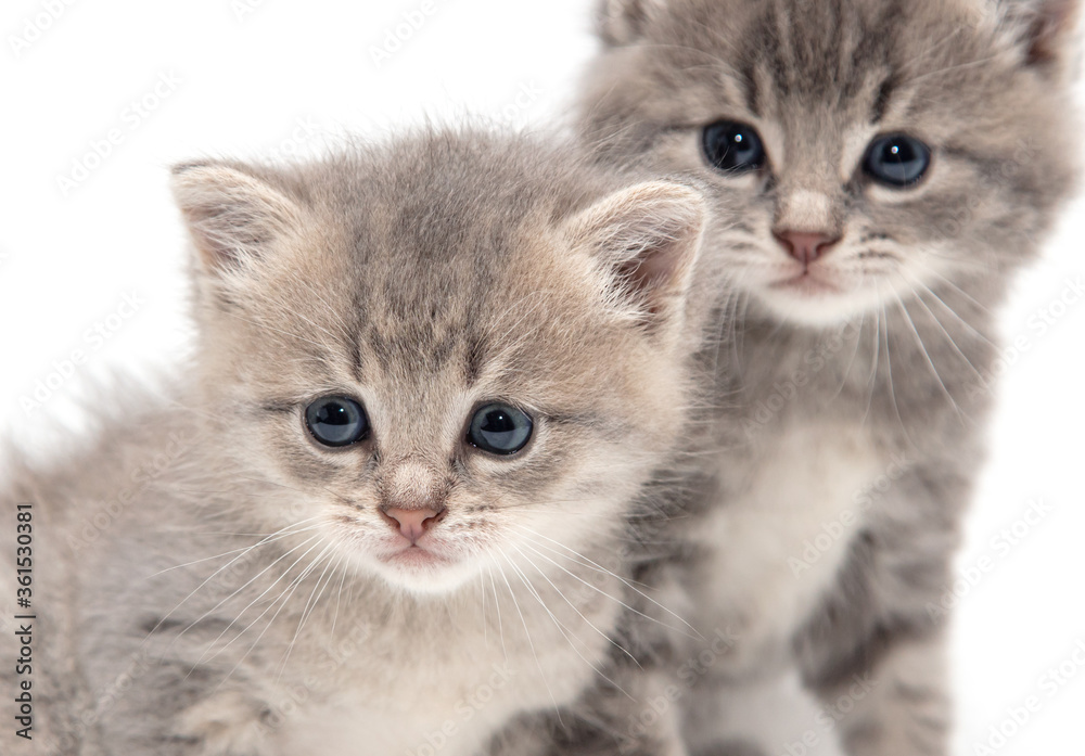 Portrait of two little kitten isolated on a white Portrait of two little kitten isolated on a white