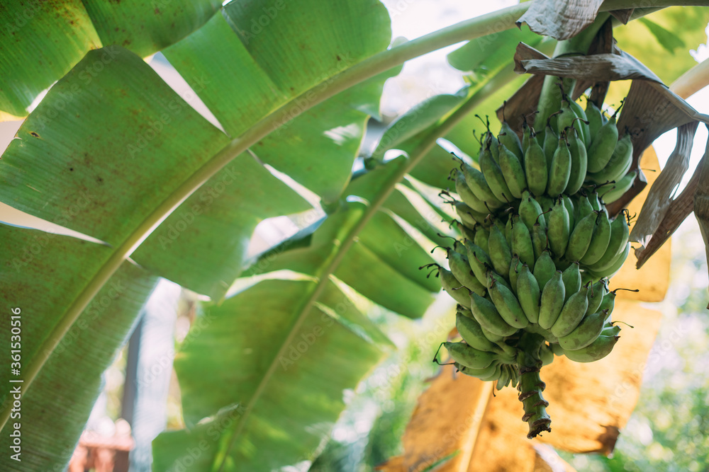 Obraz premium A bunch of green bananas and big leaves on a banana in the tropics