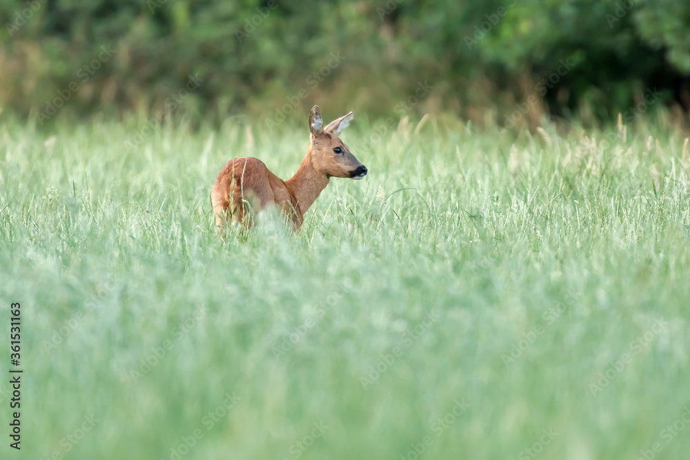 A roe deer in a forest meadow with tall grass.