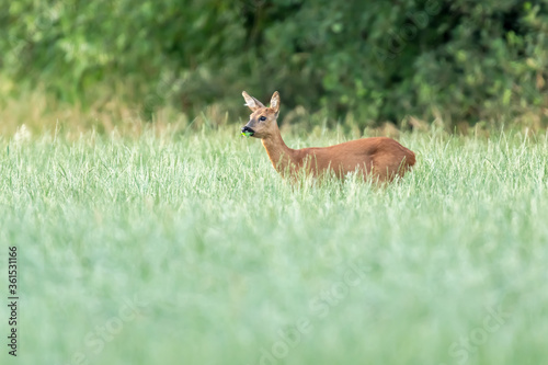 A grazing roe deer in a forest meadow with tall grass.
