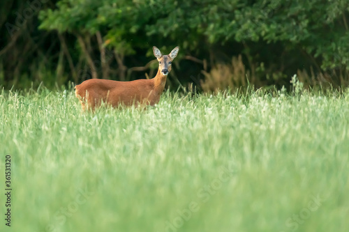 A roe deer in a forest meadow with tall grass.