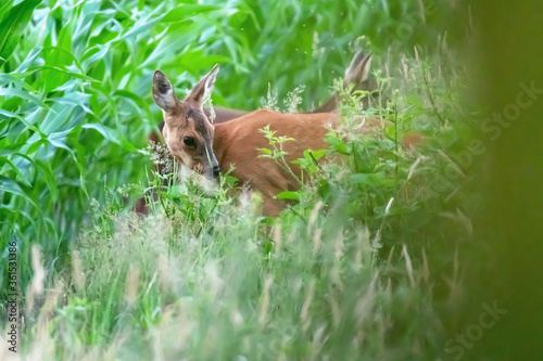 A mother roe deer with calf at edge of corn field.