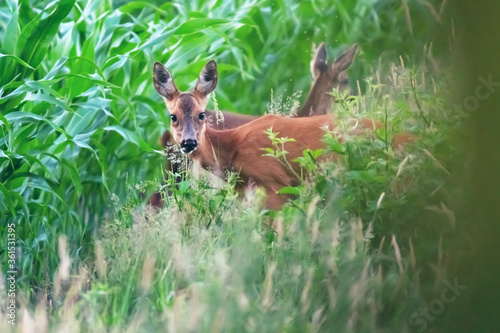 Fototapeta Naklejka Na Ścianę i Meble -  A mother roe deer with calf at edge of corn field.