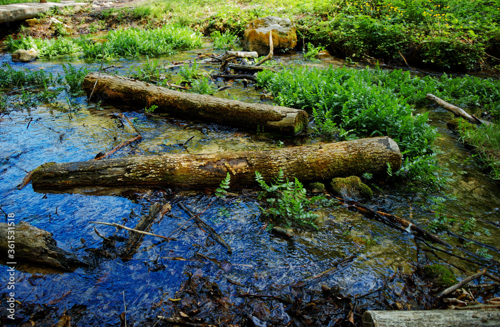 Widok na leśne próchniejące konary drzewne w wodzie
