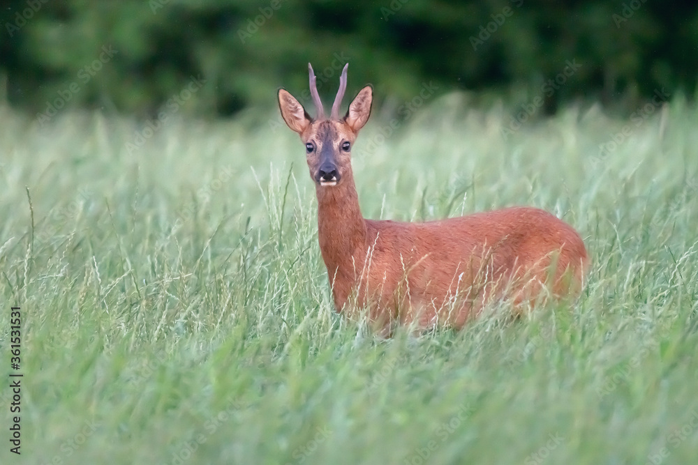 A roebuck between tall grass of a forest meadow. A roebuck between tall grass of a forest meadow.