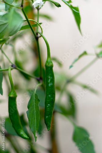 afew peppers on a chilli tree photo