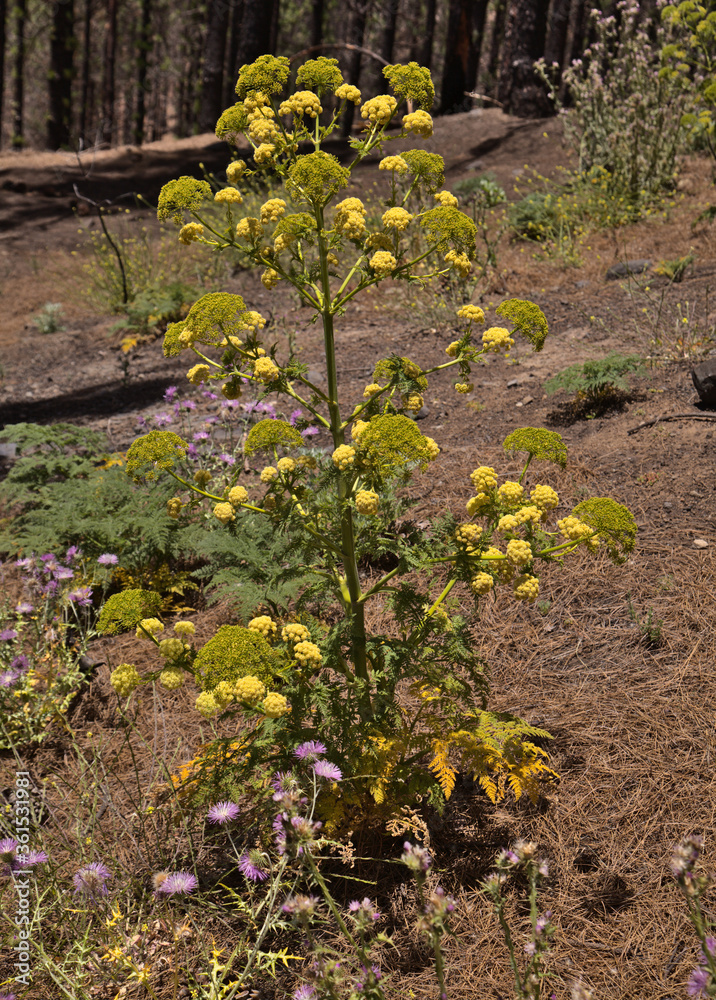 Flora of Gran Canaria - Todaroa montana flowering plant