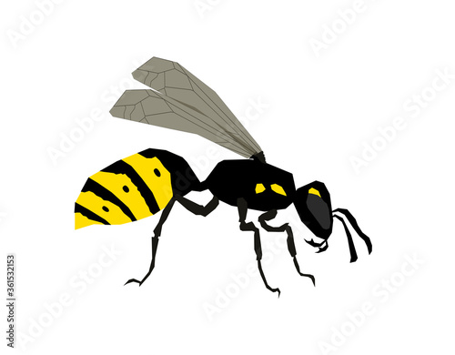 Wasp side view vector isolated illustration