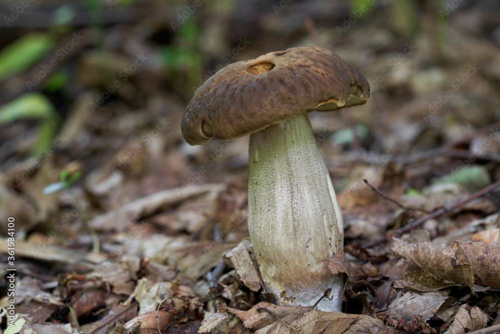Fototapeta premium Edible mushroom Leccinum pseudoscabrum in in a deciduous forest. Known as Hazel Bolete. Wild edible mushroom with brown cup, growing in the leaves.