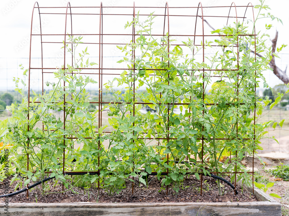 Flowering mixed varieties of small tomatoes growing on trellis