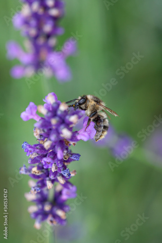 Close-up of a honey bee on a blooming lavender © jokuephotography