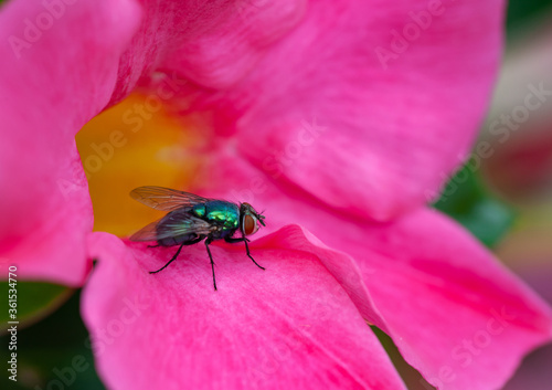 Close-up of a gold fly/blowfly (calliphoridae) on red and pink petals of a dipladenia blossom (mandevilla)