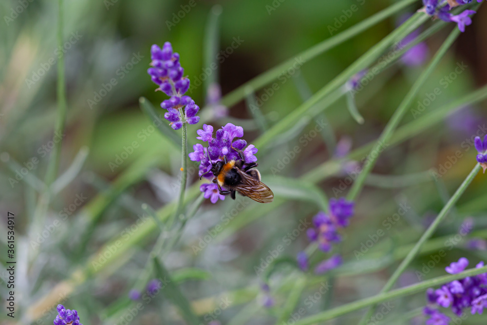 Close-up of a bumblebee on a blooming lavender Close-up of a bumblebee on a blooming lavender