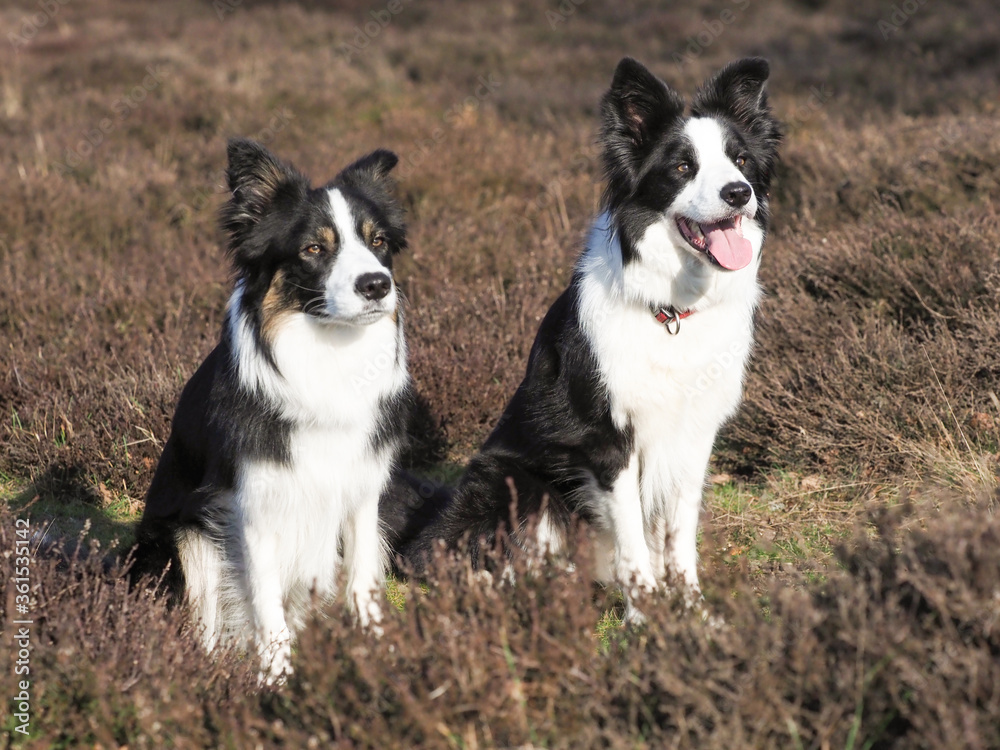 Two Collie Dogs